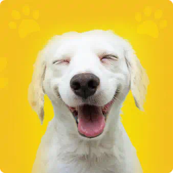 A joyful white dog with closed eyes and an open mouth against a yellow background with paw prints.